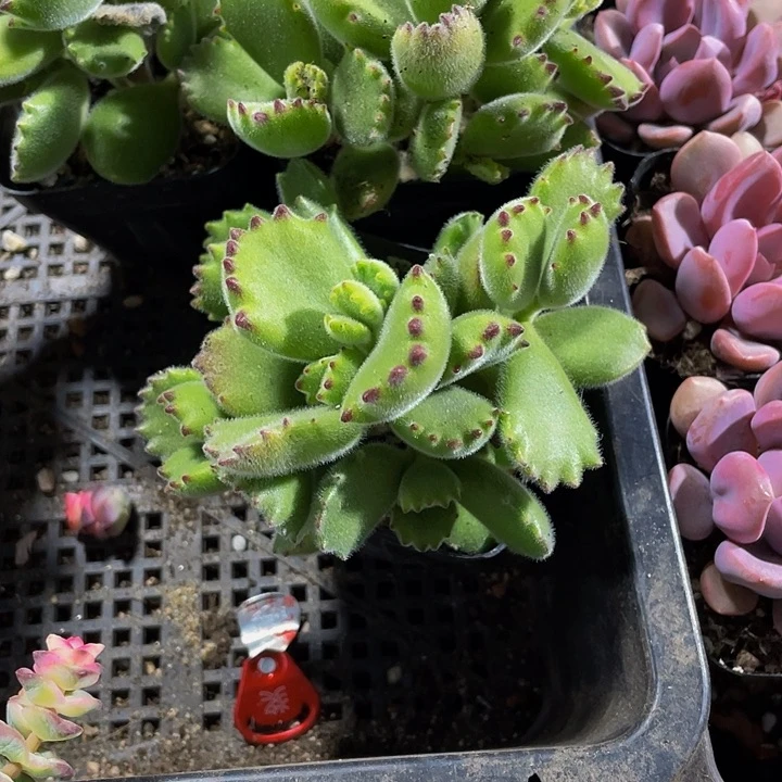 6.5方大绿熊带盆土发