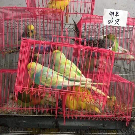虎皮鹦鹉一物一拍