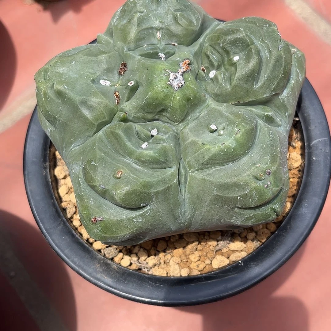 系****仙人球实生鸾凤玉