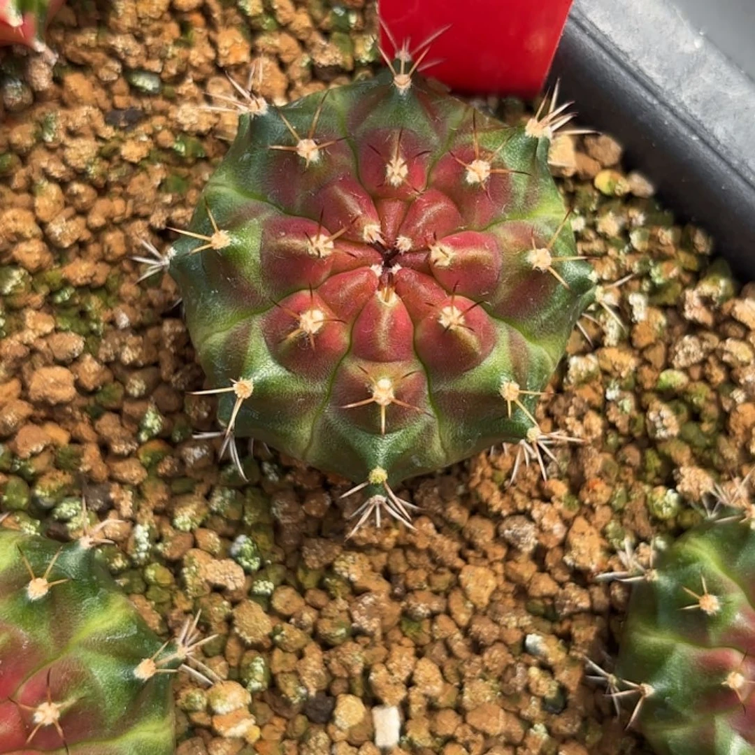 188-1119泰国发货多肉