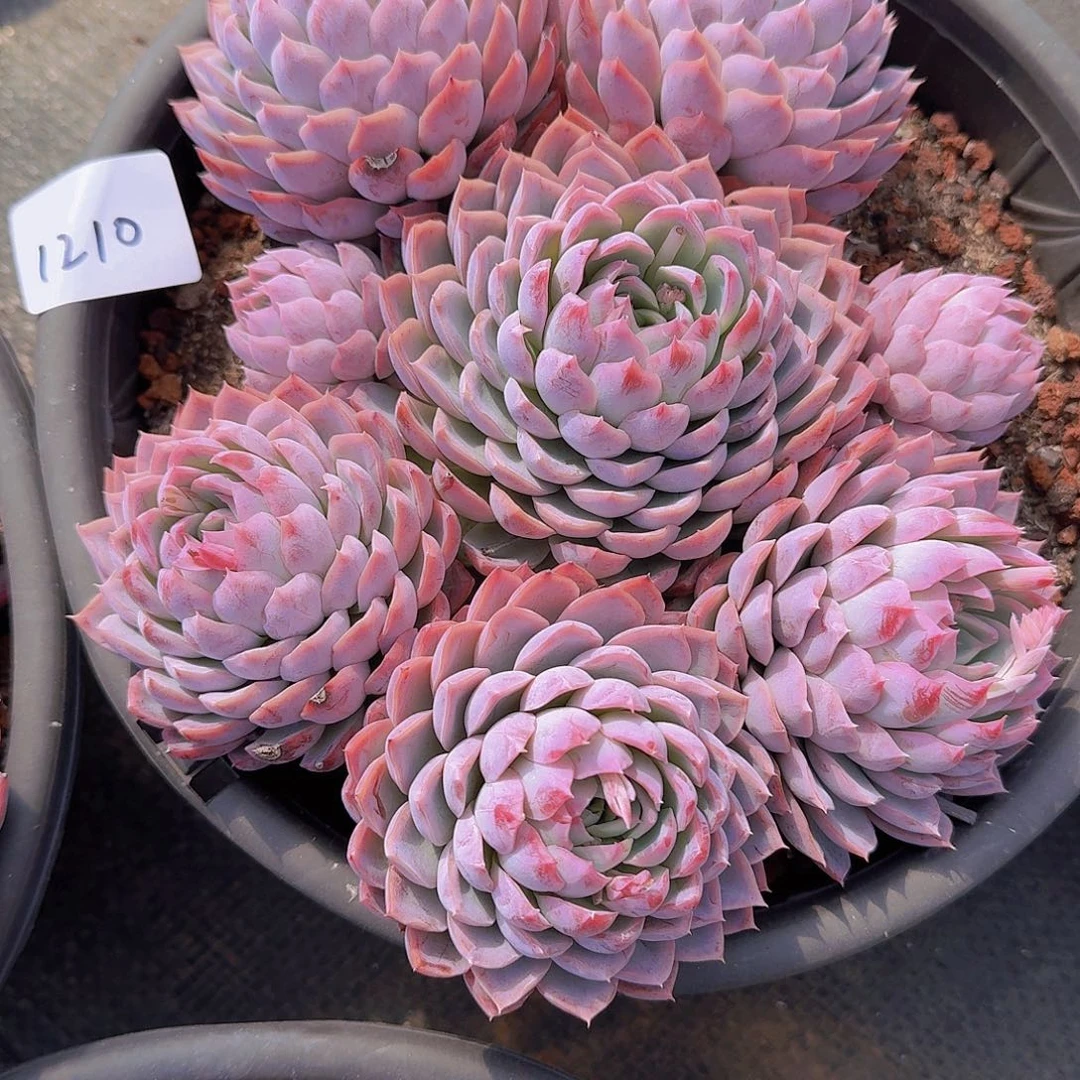 野***来1210孤星多肉植物