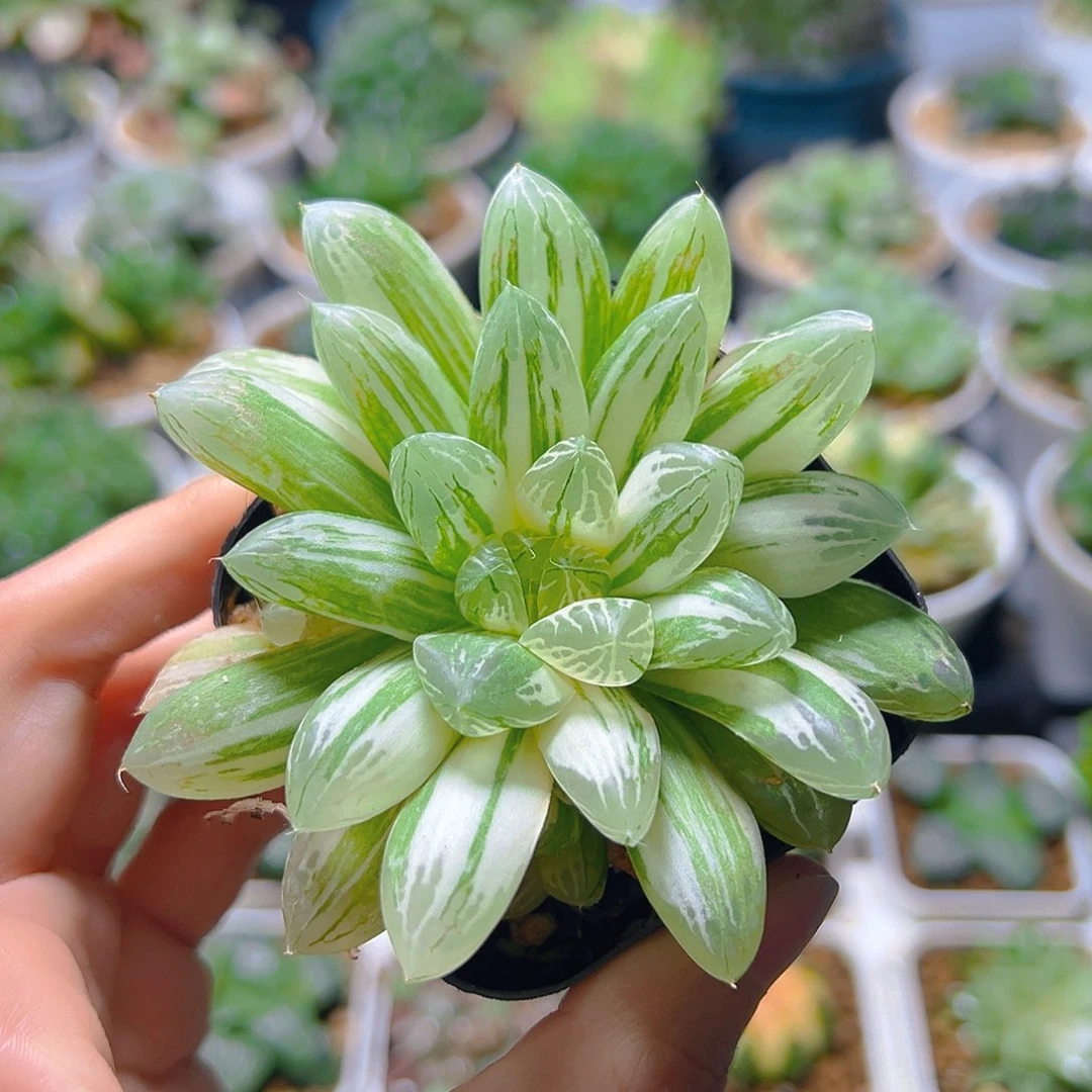 6433多肉植物一颗多肉