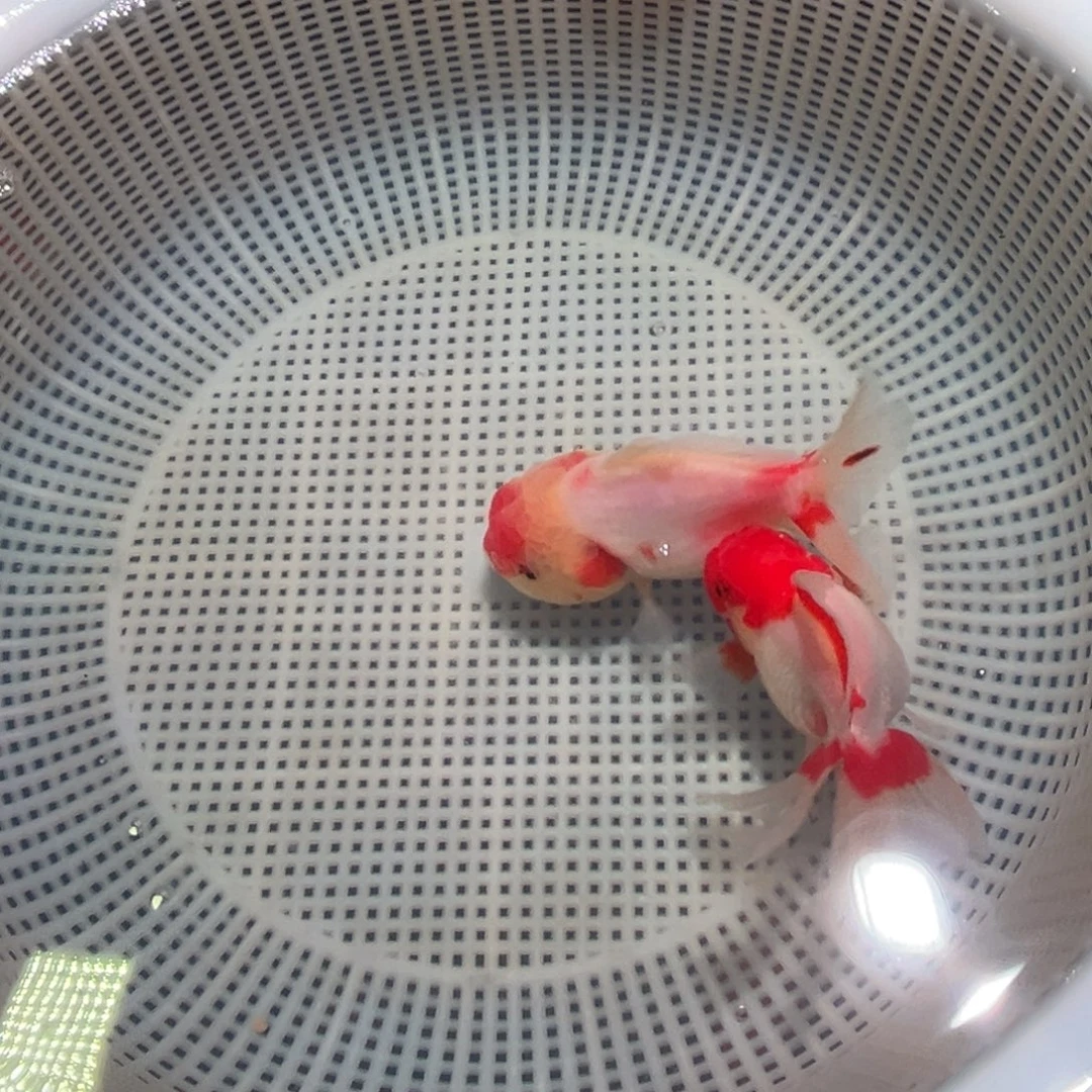 金鱼冷水观赏鱼混搭
