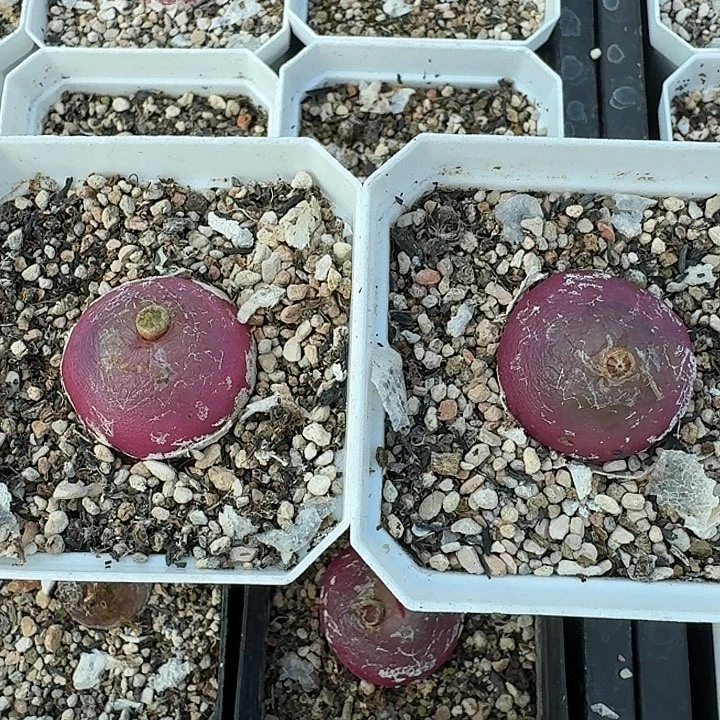 老马生石花3公分母本111