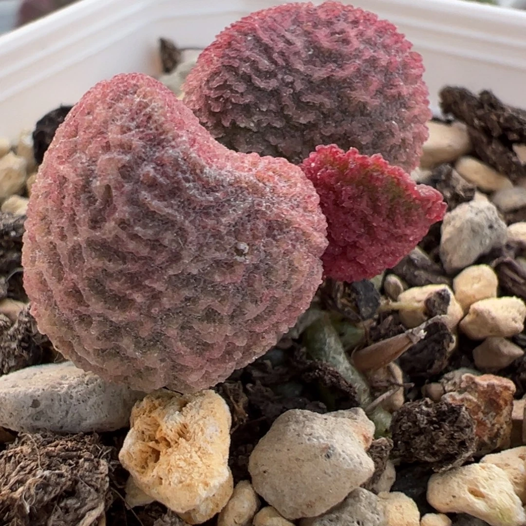 实生新品单头纯木质桩多肉植物