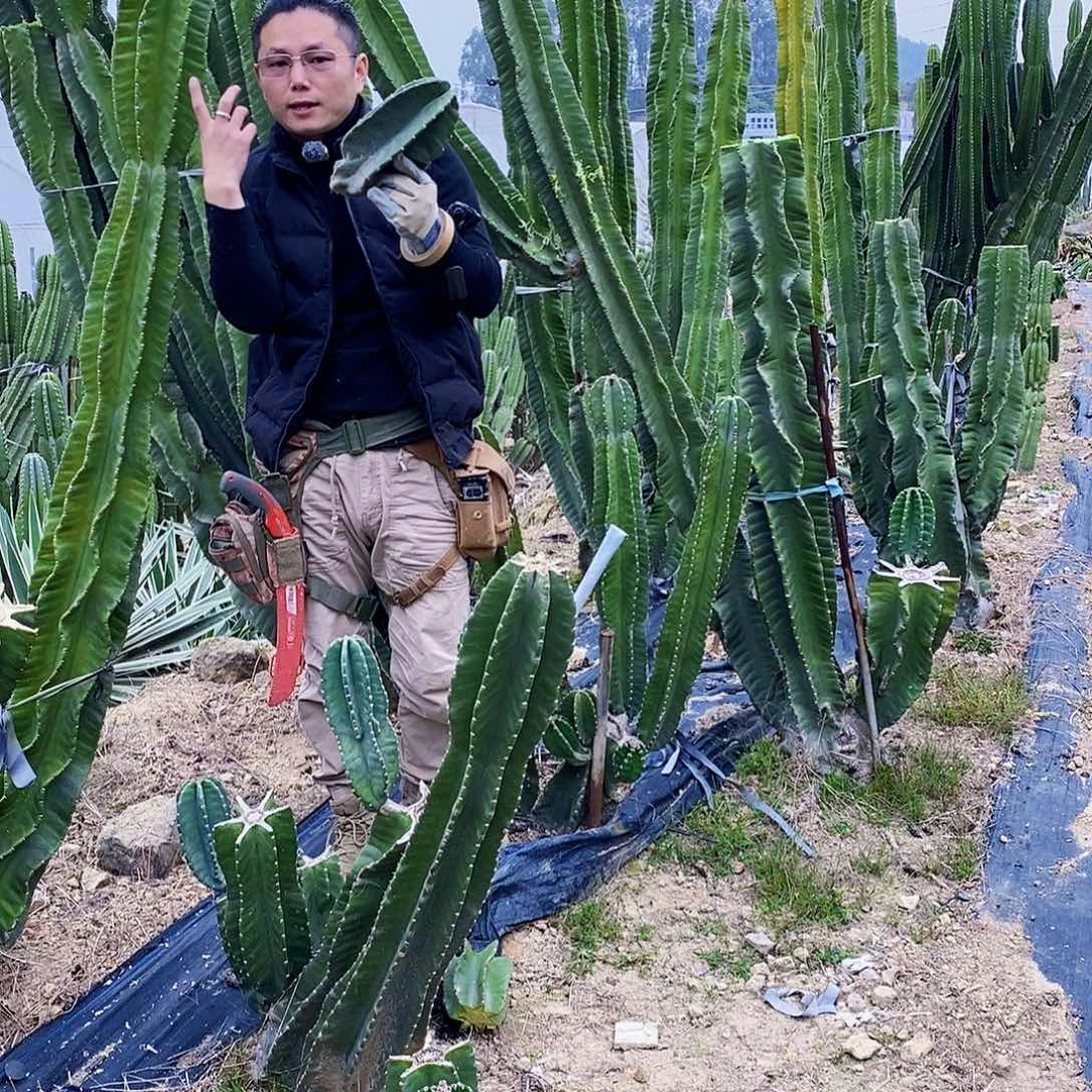 秘鲁苹果20公分侧枝无根量拍