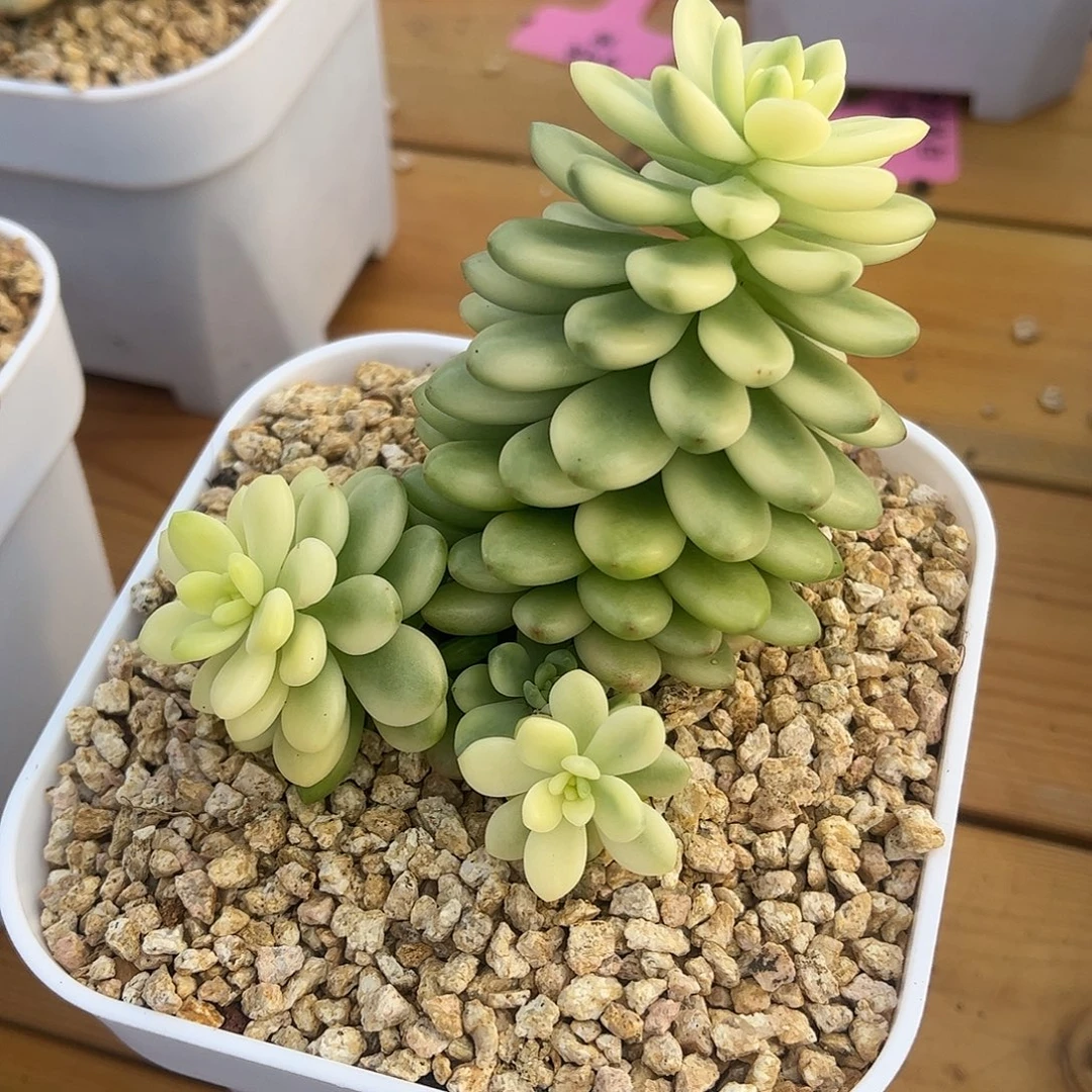 香格里拉锦 婕宝一物一拍