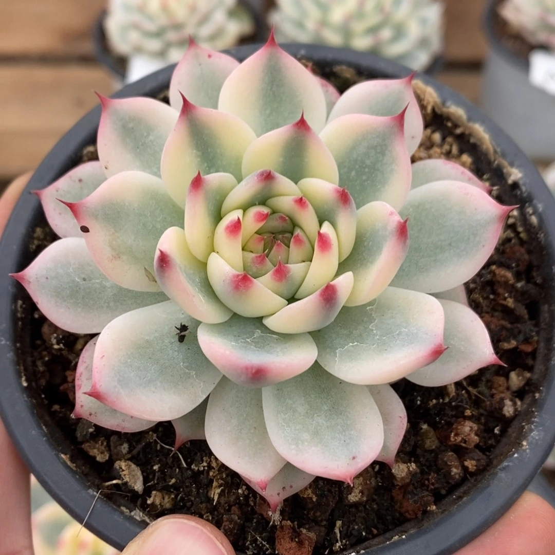 吉娃娃锦多肉植物A2761