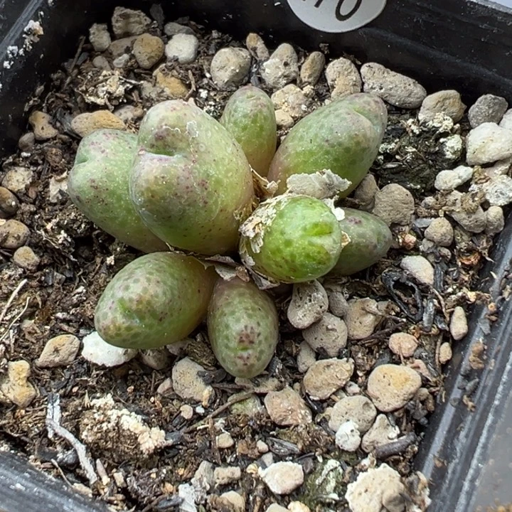 476号这颗多肉有点好看