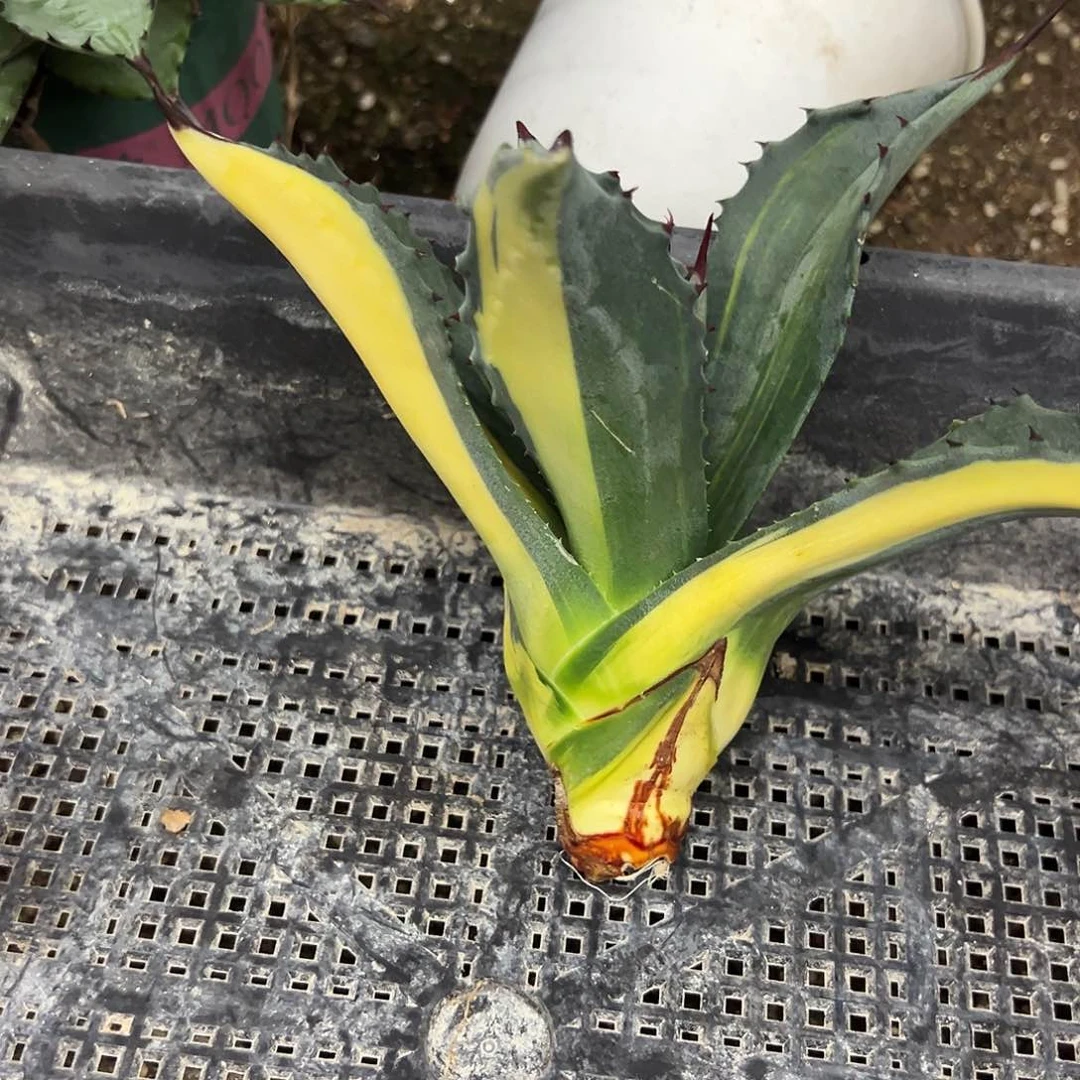 棒*糖赤牙龙中稿斑植物