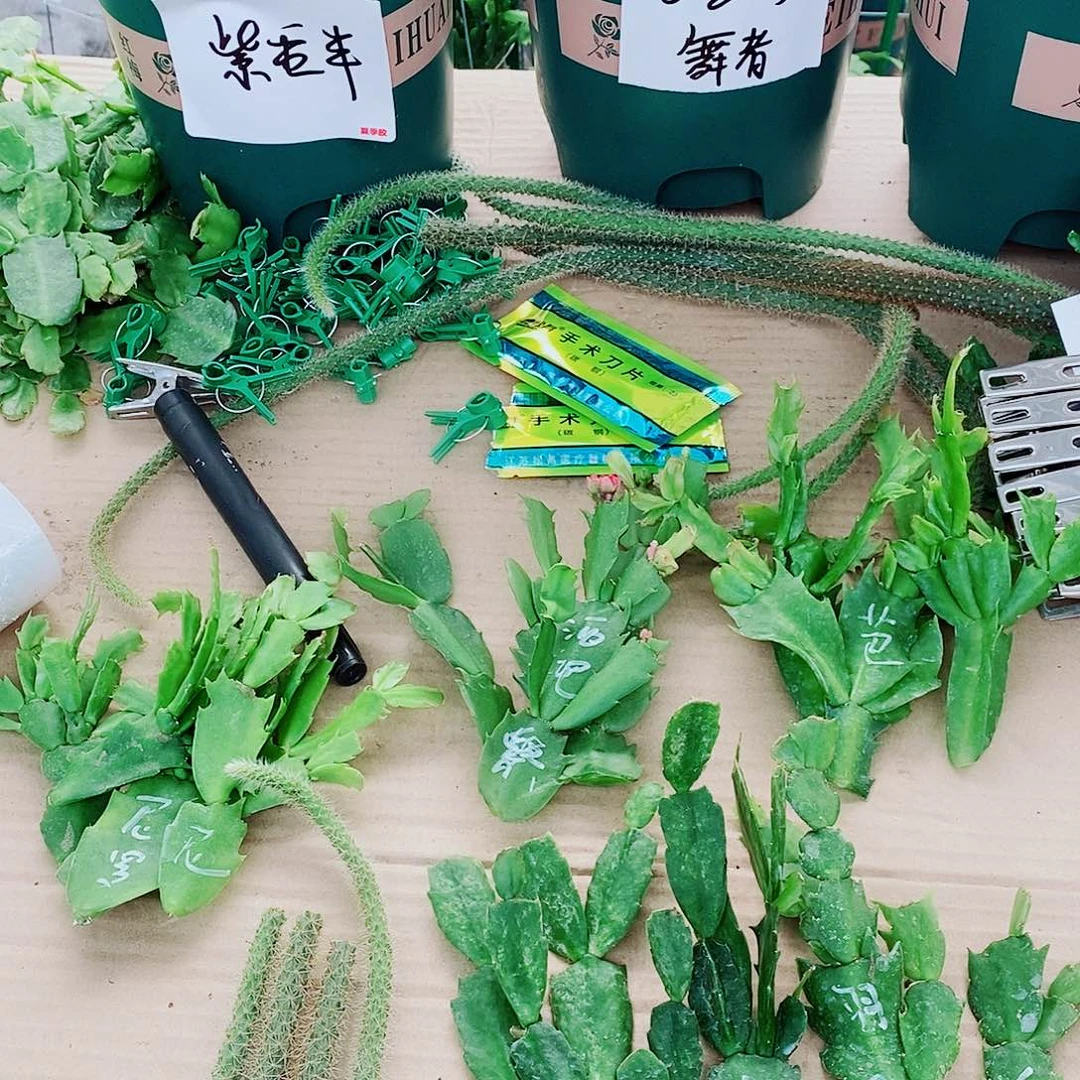 菜***花无花朵叶片福利一物一拍