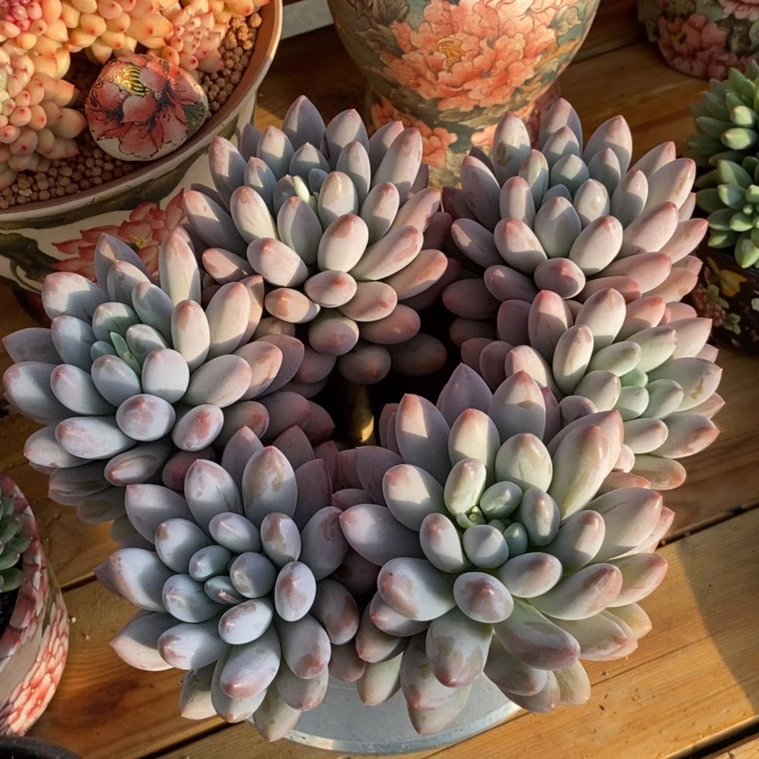 香所大群多肉植物