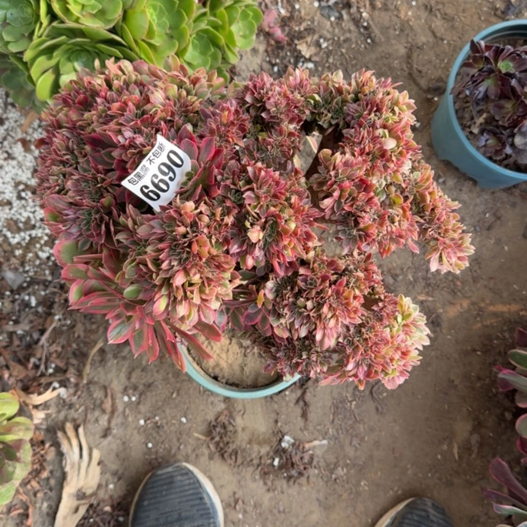 法师女神缀化瑕疵6690 18-40