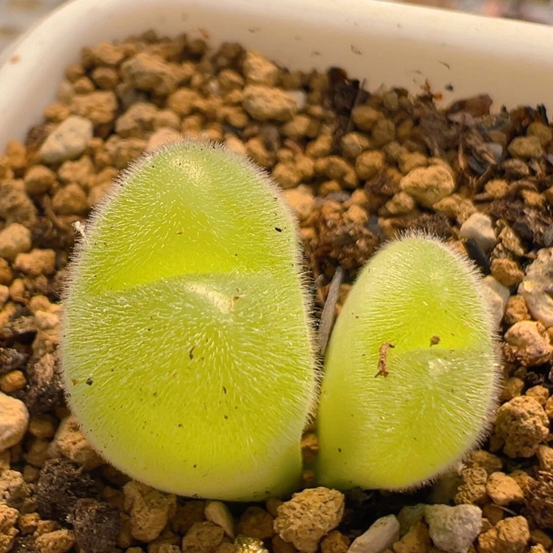 66多肉植物百科知识
