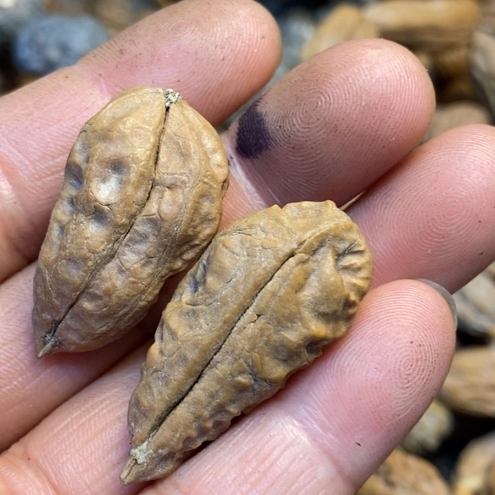 桃核吊坠娜姐真的87