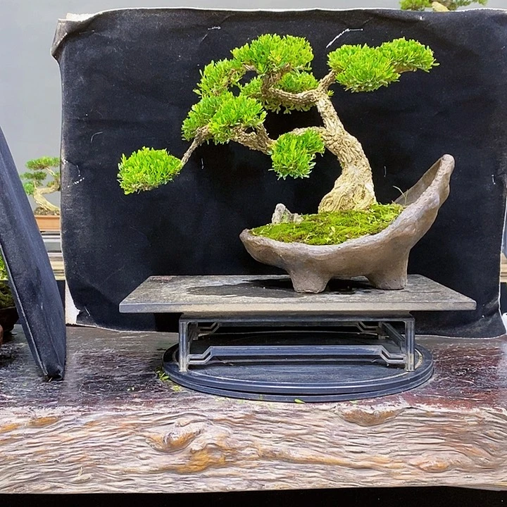 无花朵黄杨盆景四季常青