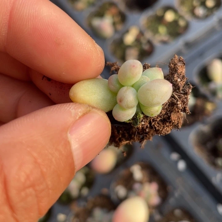 萤火虫穴盘发3颗满18包邮