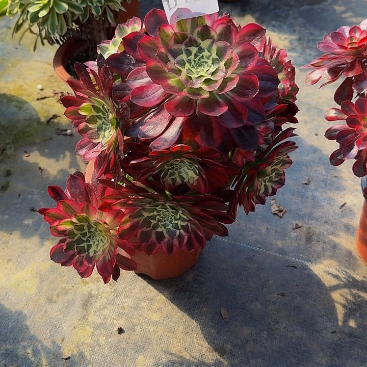 000000000000186不包售后