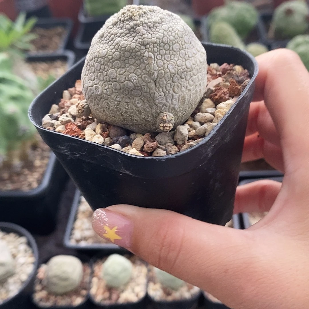 花花草草花花草草