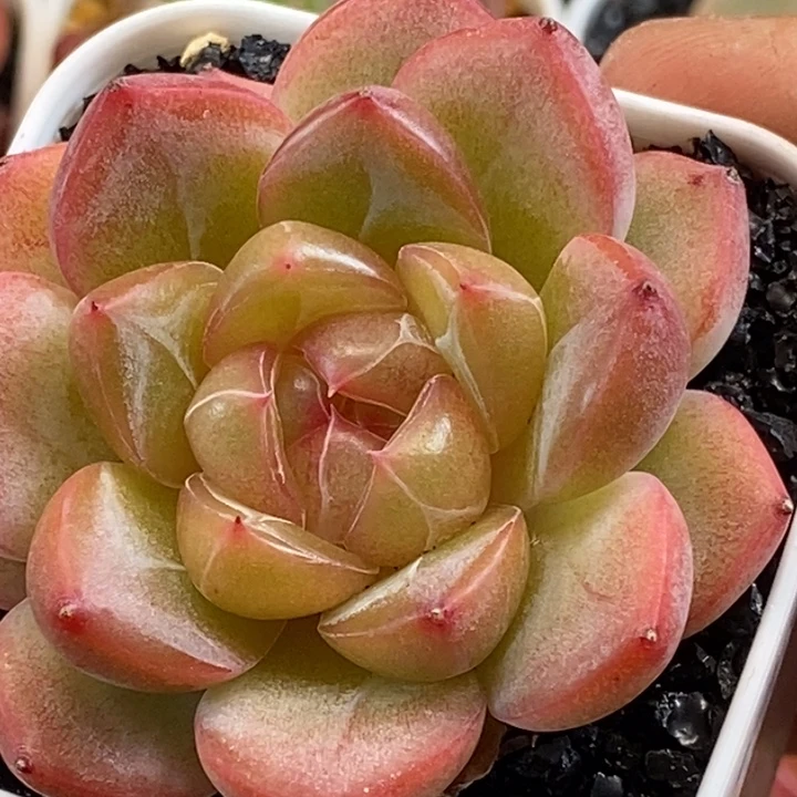 天官赐福百无禁忌