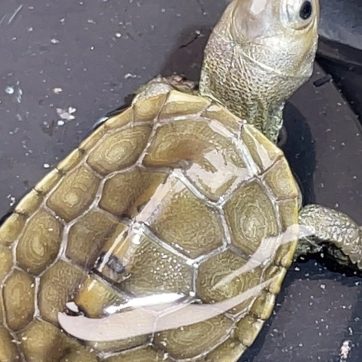 不分公母宠物龟K52全品鼎级高黄小钻纹