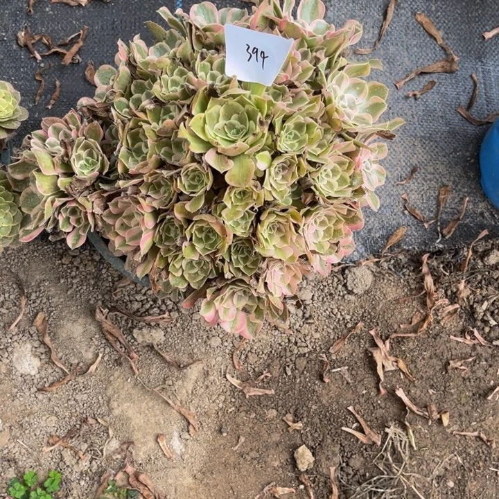 394男神多肉植物法师