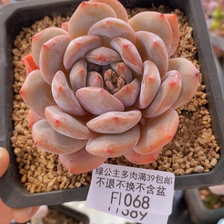 橙梦露8cm068多肉植物