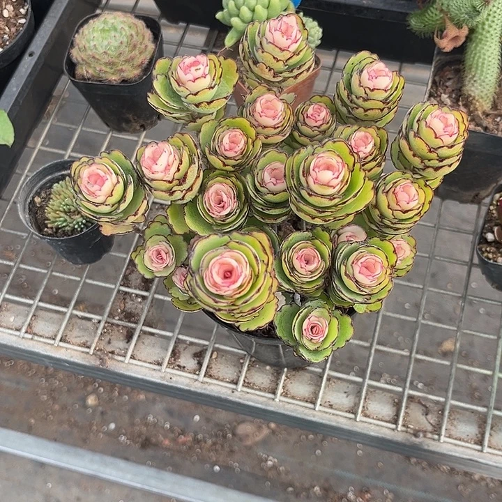 阿****我也不知道我为什么要这样