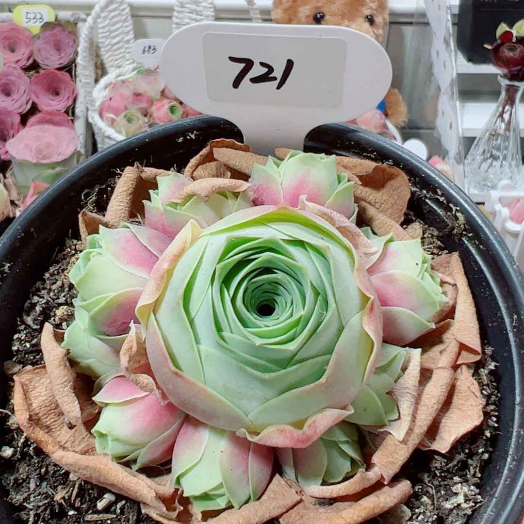 721血杂手捧花。
