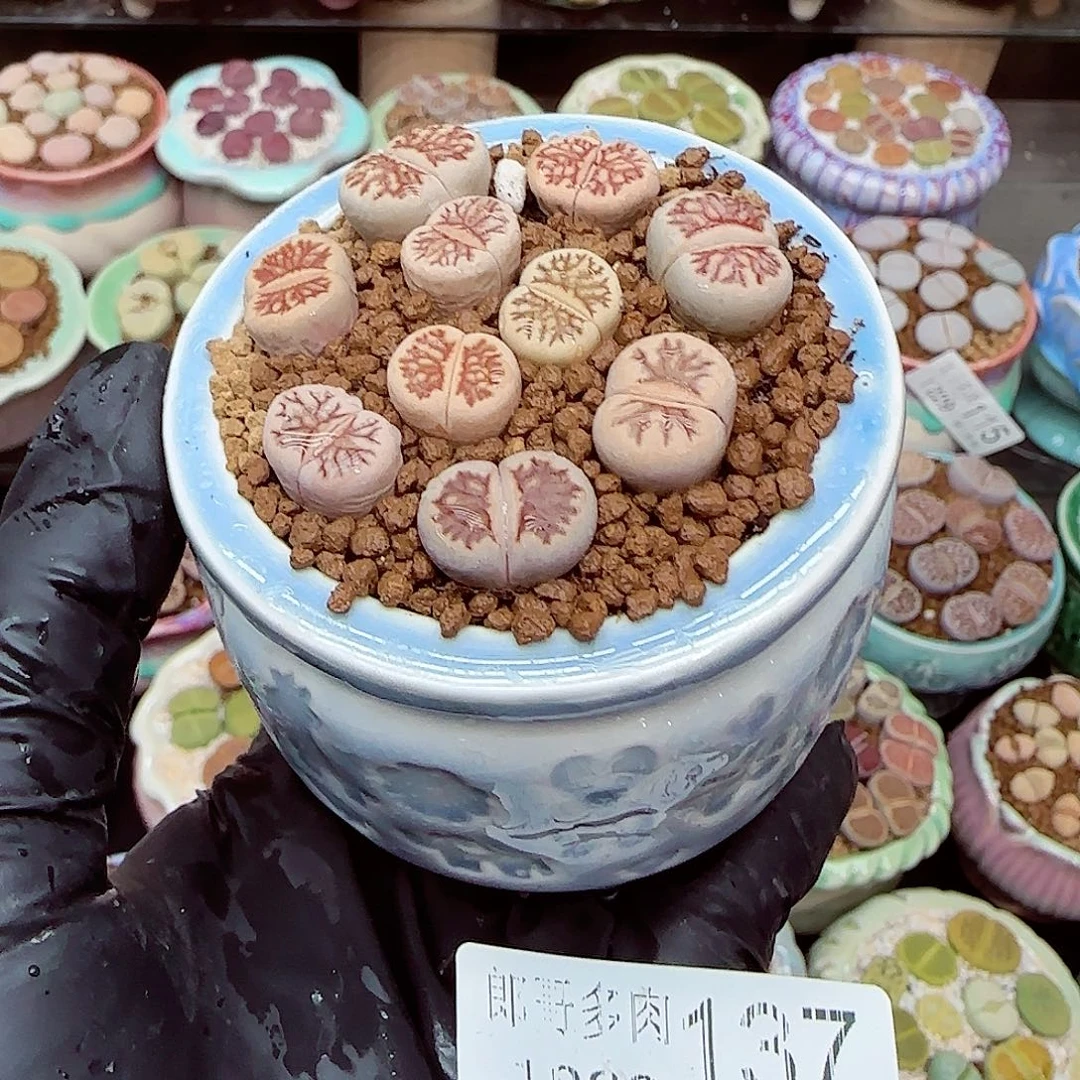 生石花满18包邮1229-137