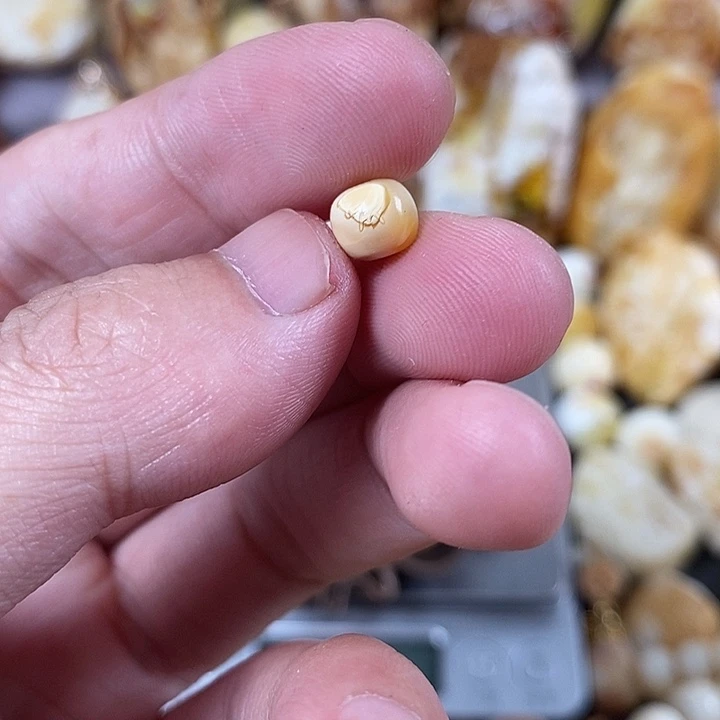 裸石琥珀未镶嵌我