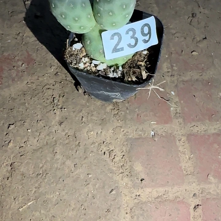 雲***豪无花朵红心福利239