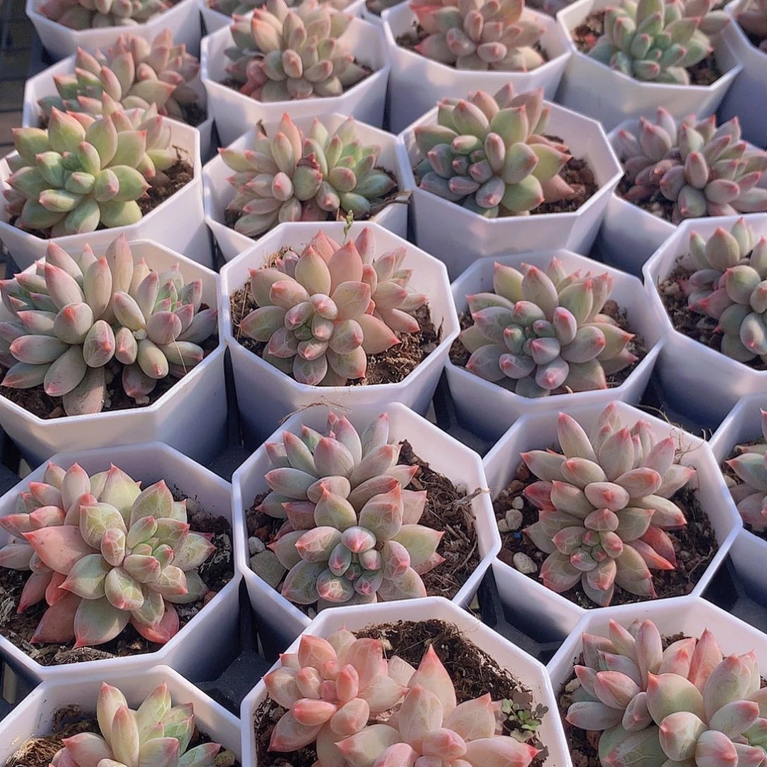 幻影美人2346778999000