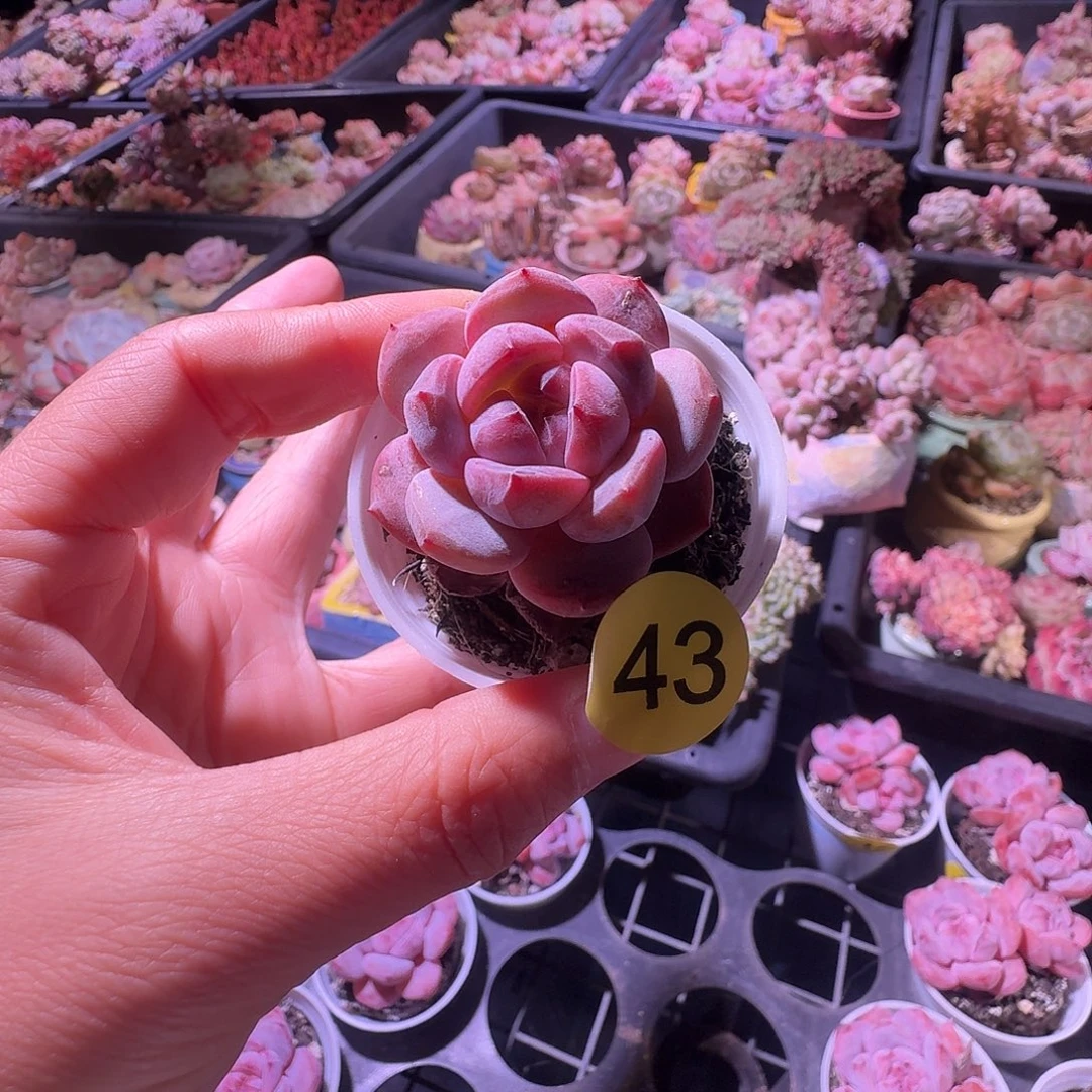 43 脱土哈哈哈哈哈哈