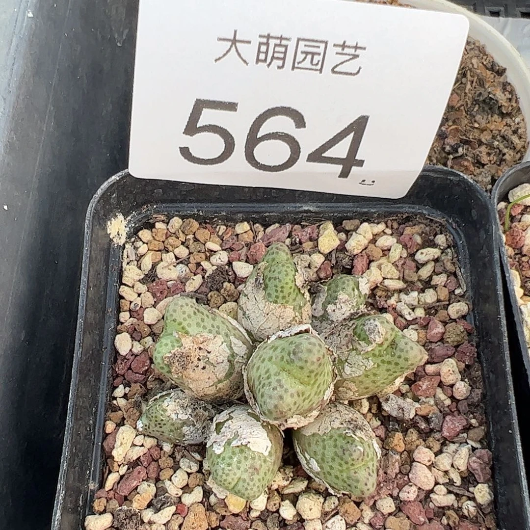 啊***哈一物一拍         564