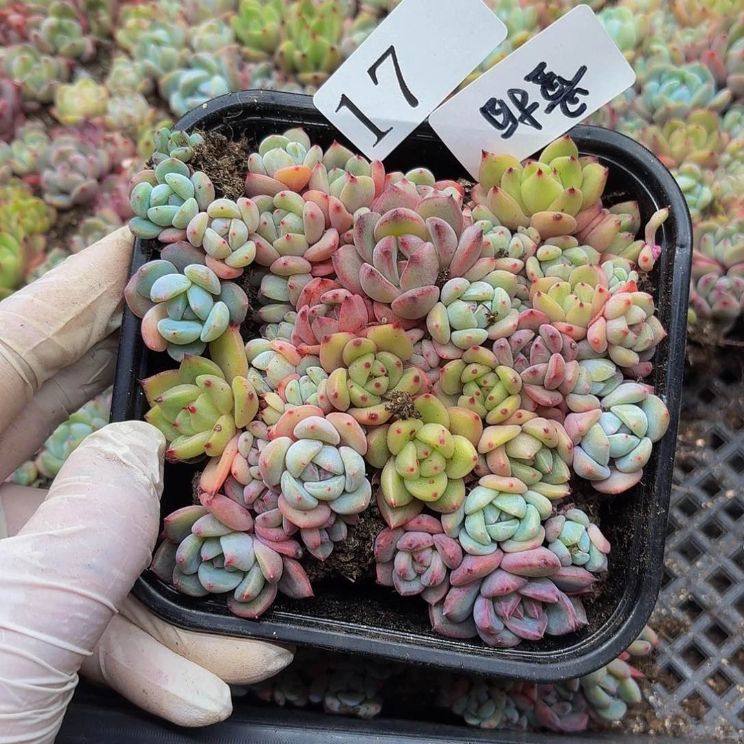 多肉植物多肉植物17量拍