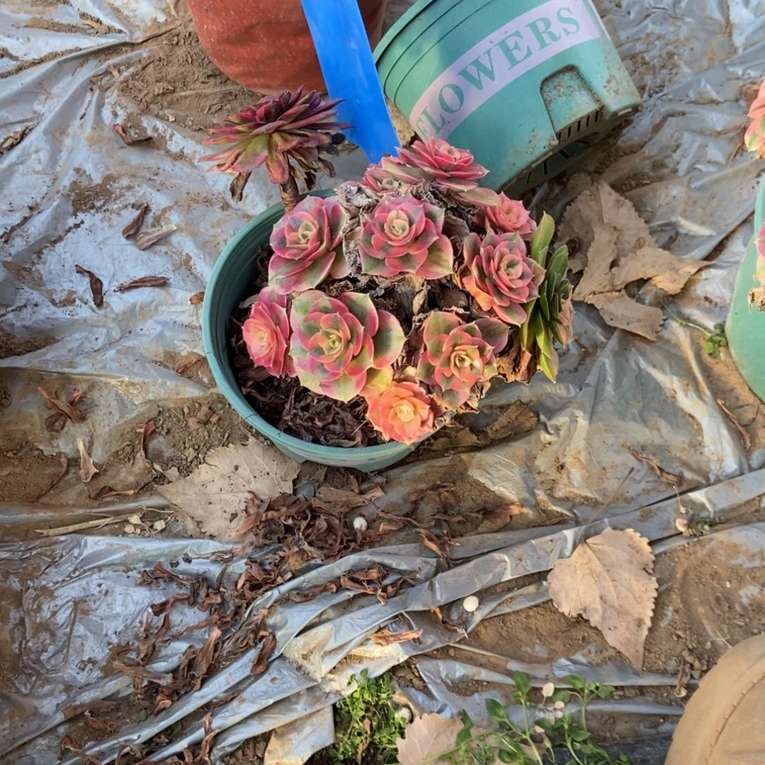 楠***1151荔枝干伤处理断枝