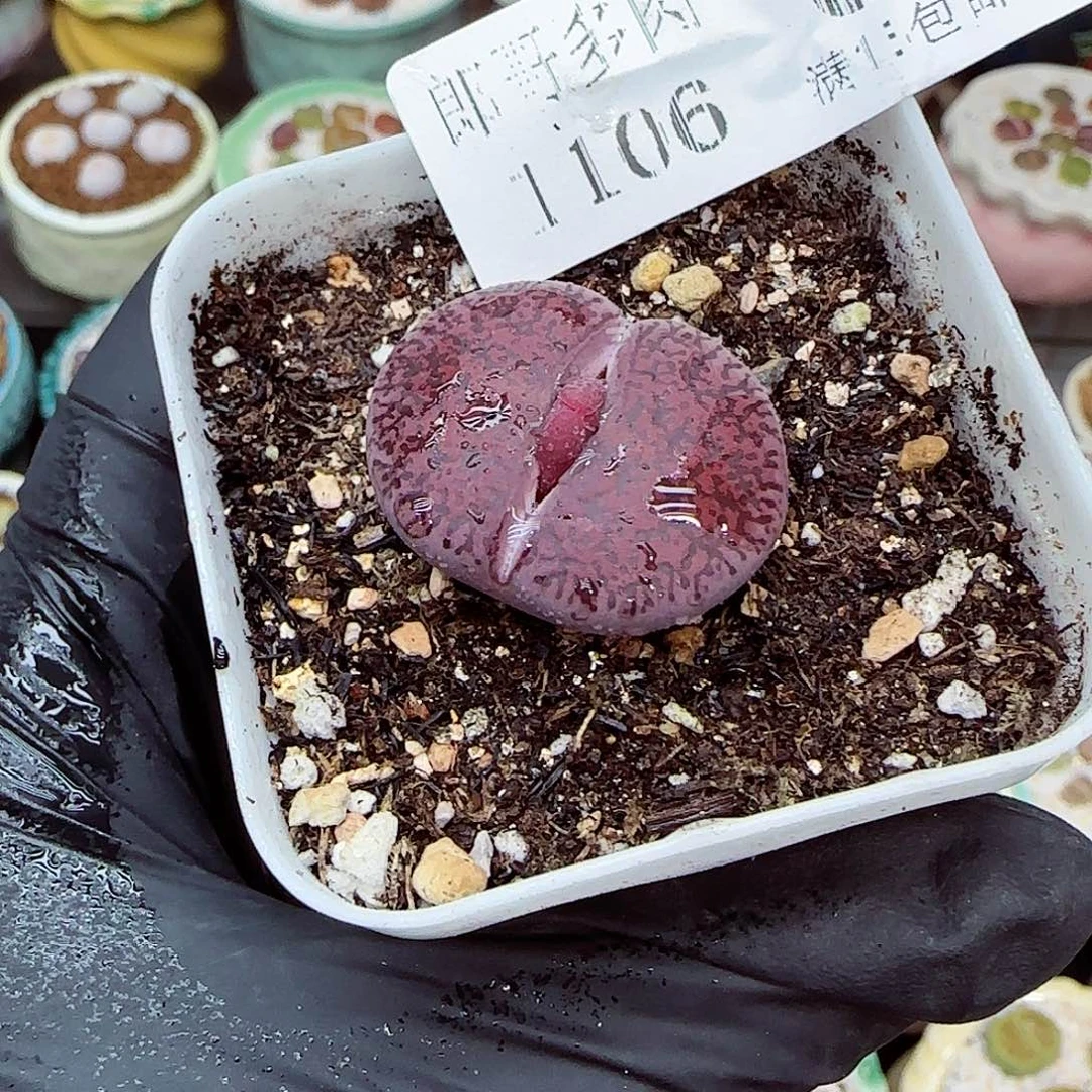 生石花满18包邮1106-9