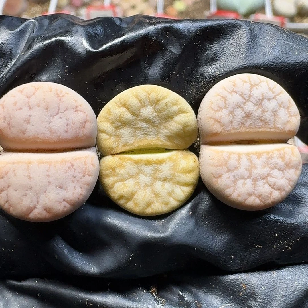 生石花111111。    238