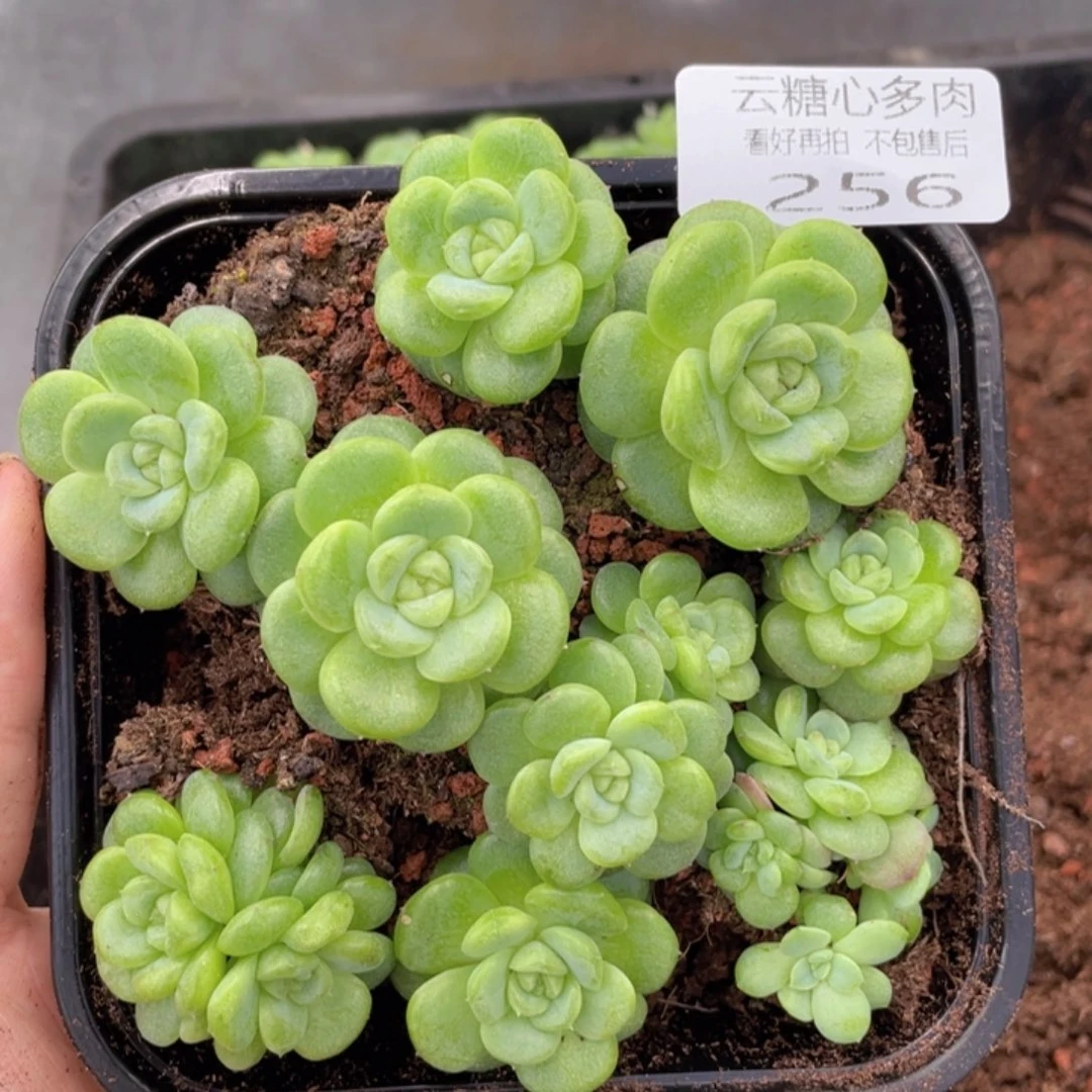 云糖心多肉植物256