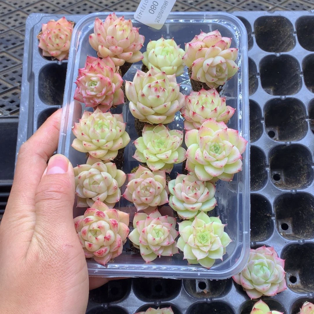 反反复复还是很开心080