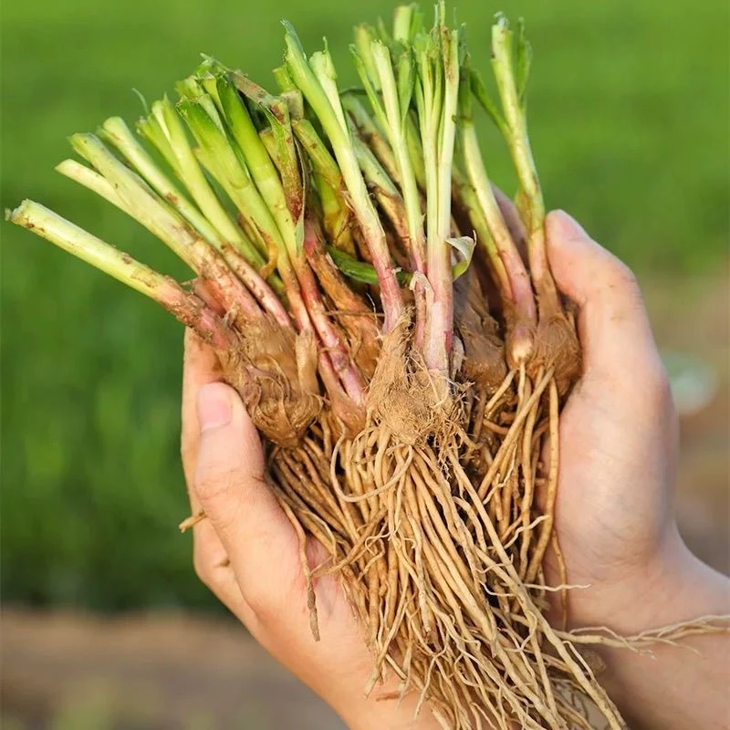 [今年新根】新韭菜根当年新根韭菜根蔬菜盆载植物阳台庭院特色绿植