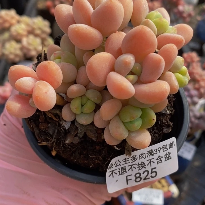 橘子洛神8cm825多肉植物