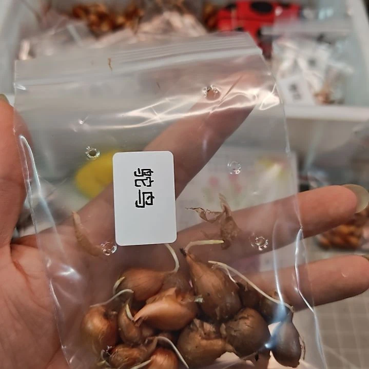 酢浆草冷门品种鸵鸟