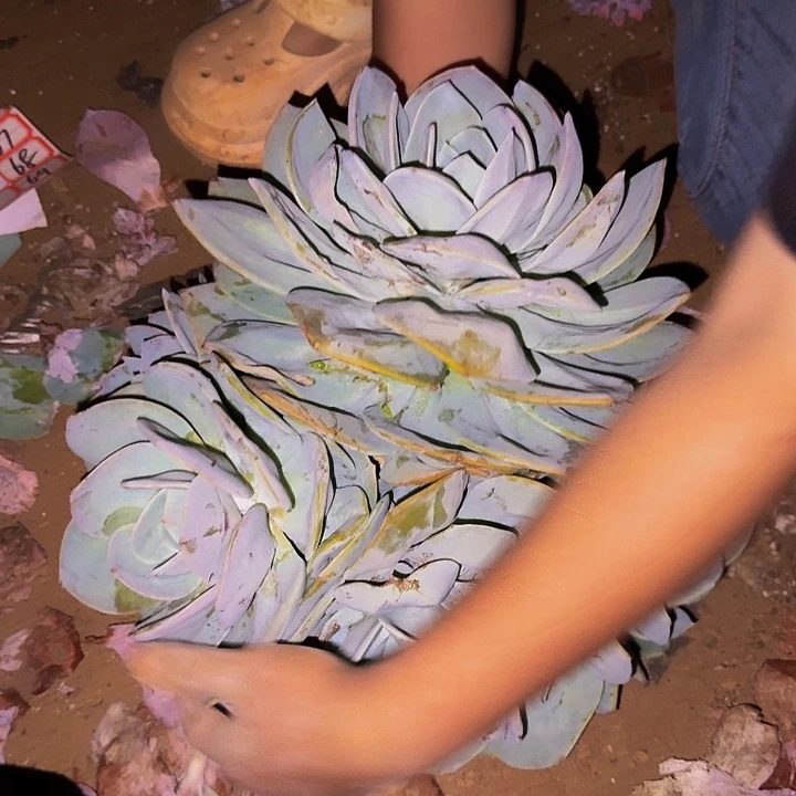 用***9白凤 一颗 不包损60号
