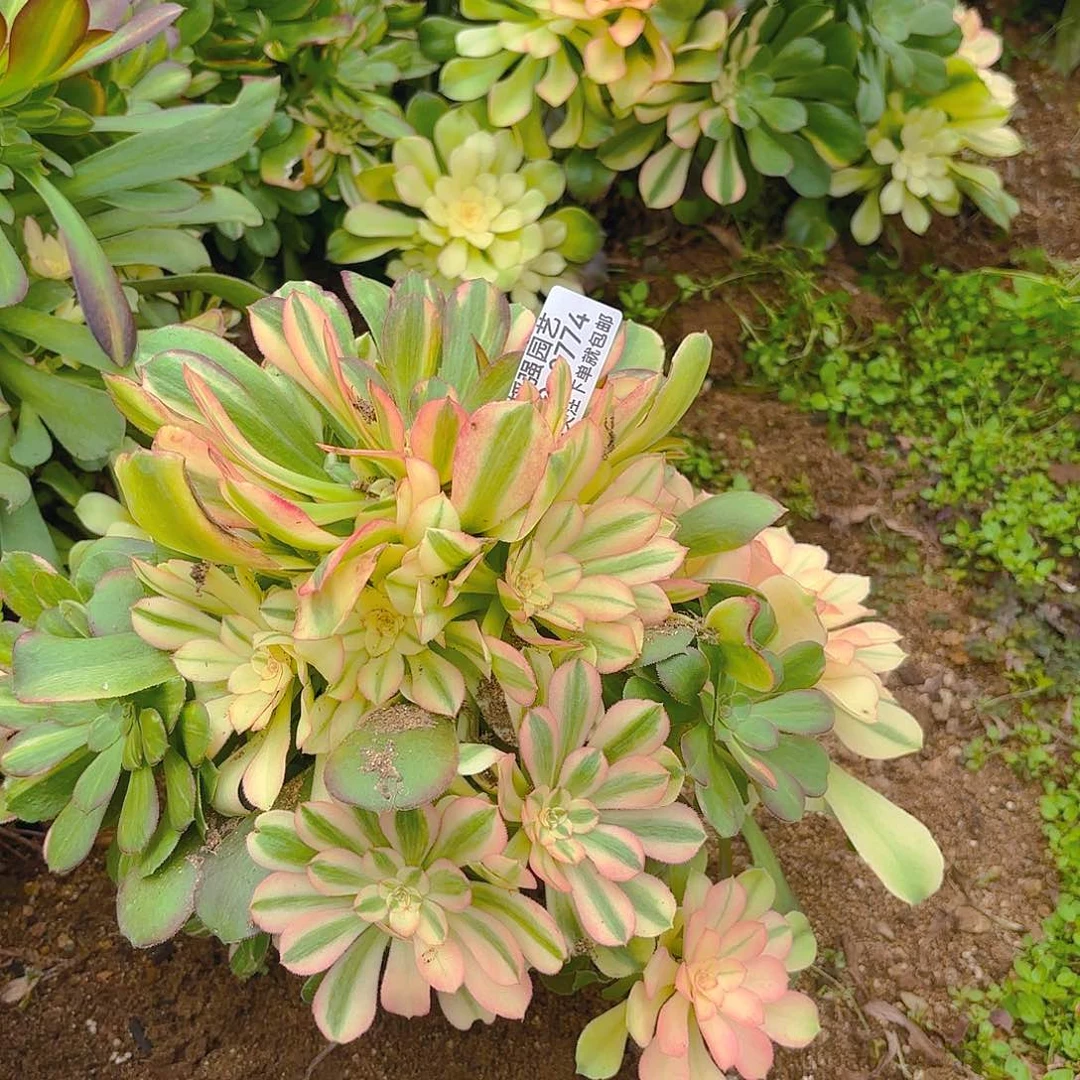 绍七彩砍头群多肉植物774