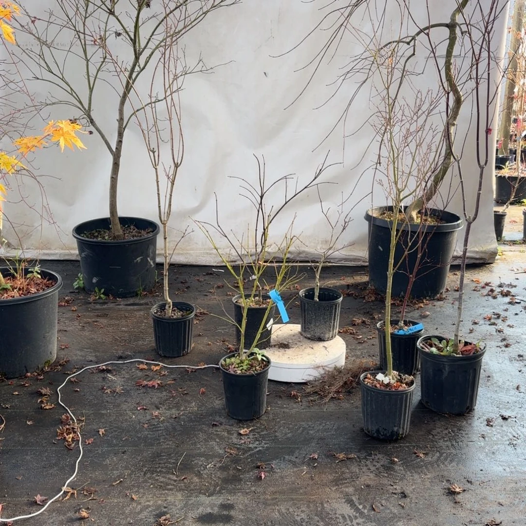 无花朵枫树6666666666