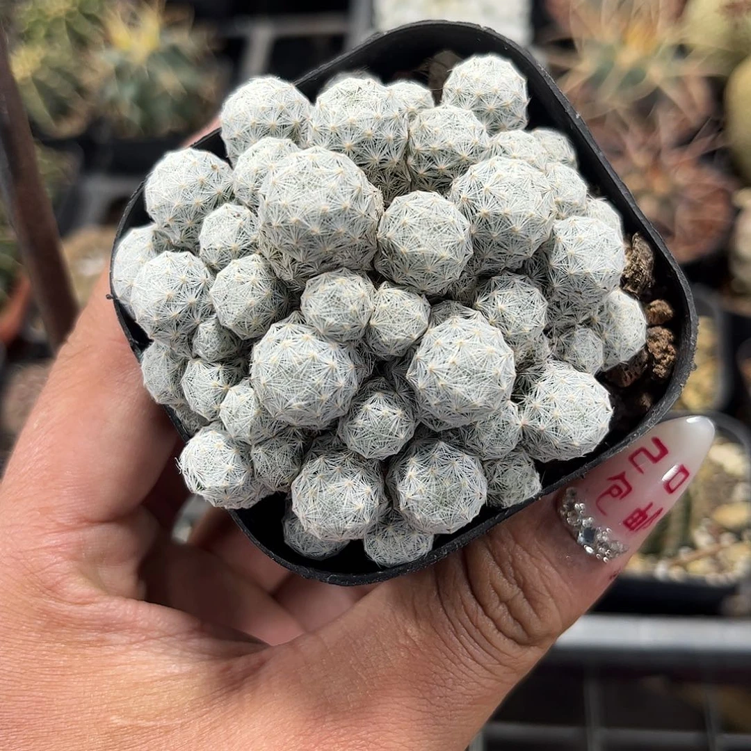 姬春星单头发货单头