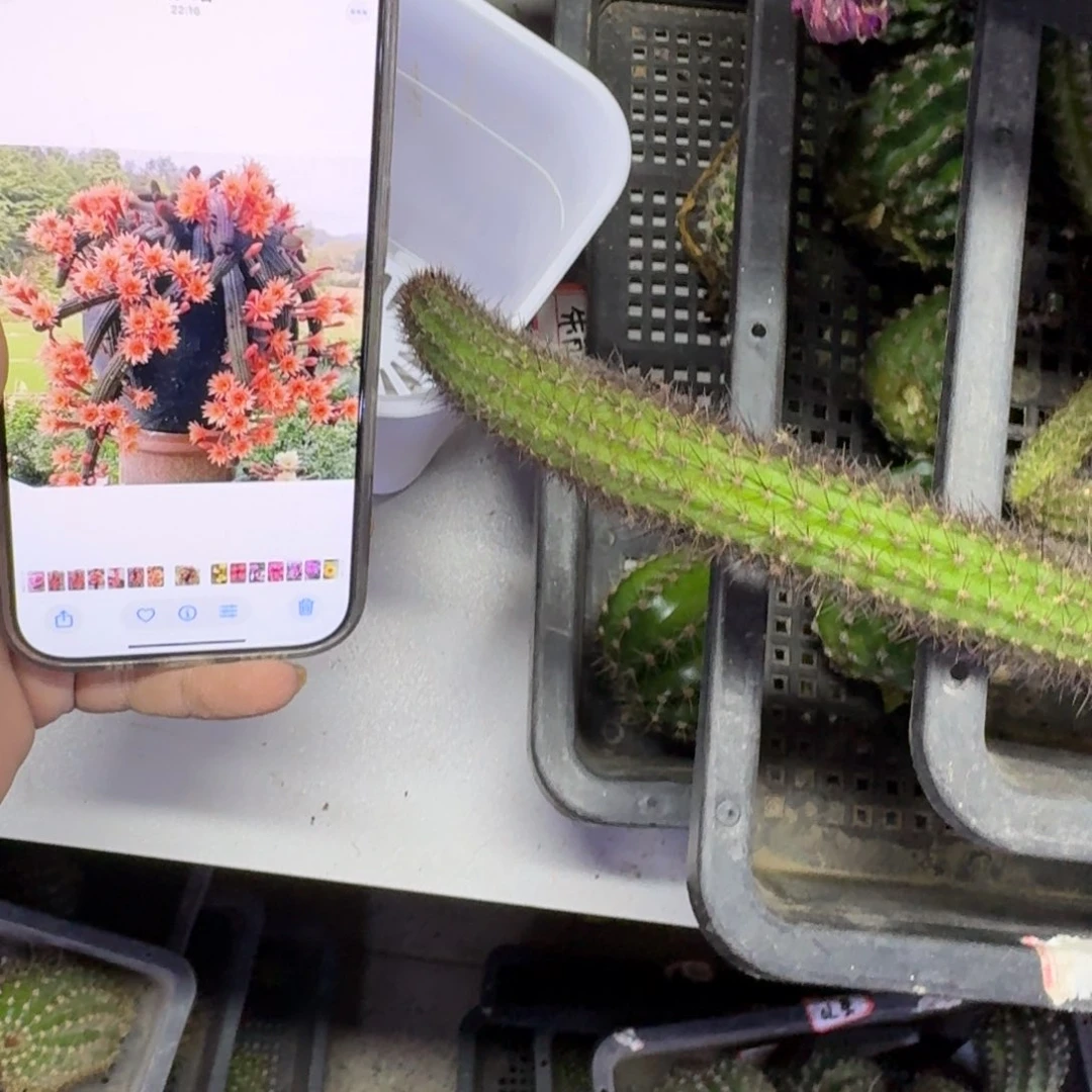 357橙金妞3个无根侧牙10公分左右，20包邮