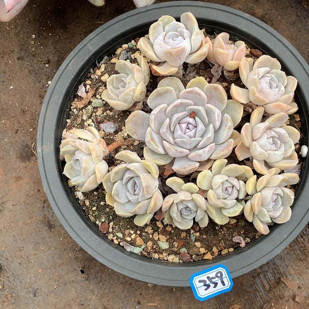 359汉堡 一物一拍多肉